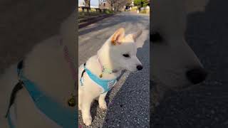 蓮殿の最近のお散歩とご飯の様子#shorts #柴犬 #蓮殿 #賢殿 #愛犬 #白柴 #桜 #お散歩