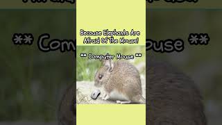 - Elephants Mouse Cats Tree Math Book