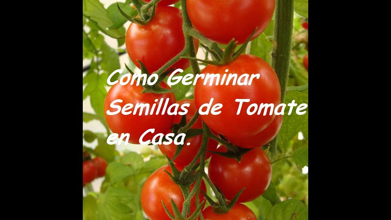 Como plantar semillas de tomate