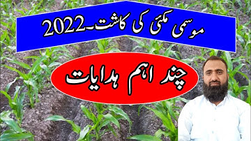 Guidelines for maize farmers|Autumn Maize cultivation in Punjab Pakistan|Bilal Kanju Official