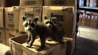 Baby Raccoons Found At Work