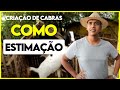 Cabra como PET, pode isso? Criação de CABRAS em casa, com pouco espaço para criar.