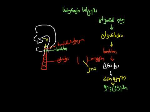 სასუნთქი სისტემა