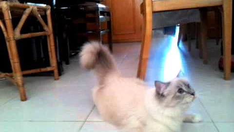 Video 11831611: tabby cat, blue tabby point, tabby female, birman cat