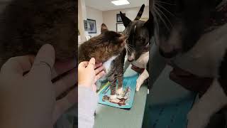 Miniature Bull Terrier puppy gets attacked by a cat