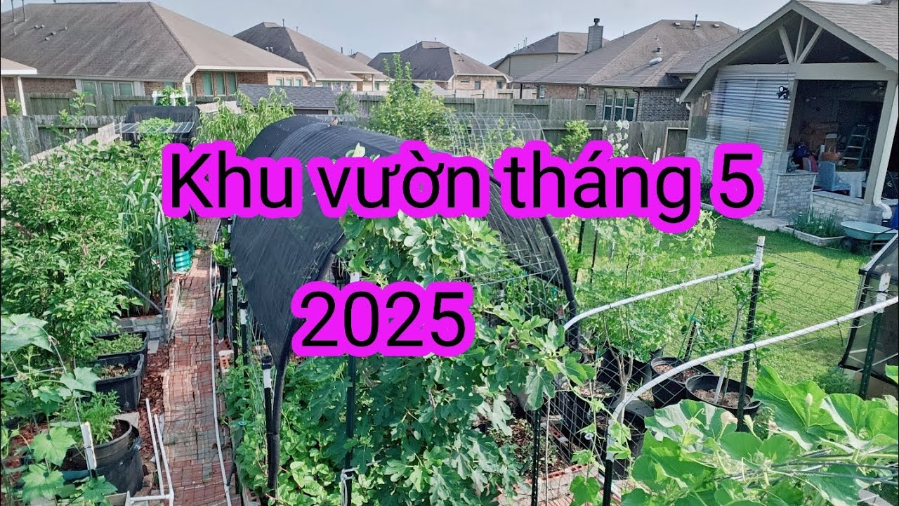 #498: Dạo quanh khu vườn sau nhà Houston TX, khu vườn đã vô mùa hè.