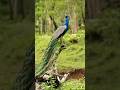 मण्डूवाला का जंगल🦚#travel