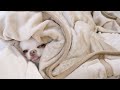 【癒し犬】毛布が気持ち良すぎて出てこれない犬ｗ