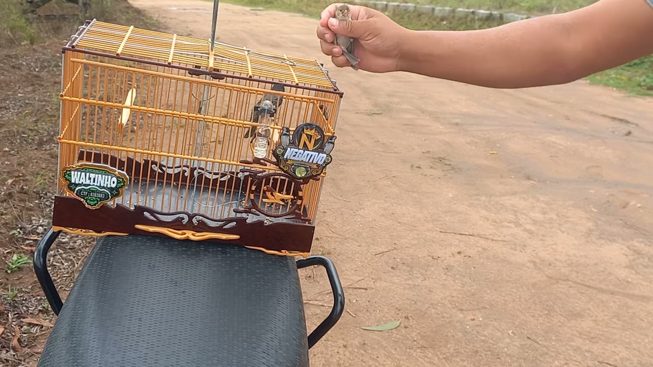 golinha negativo na pegada, N 11° na minha mão ✋️ 1° do dia 22/01/2025