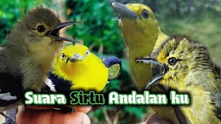 Suara Pikat Burung Sirtu/Cipoh/Sirpu Sangat Ampuh 2021