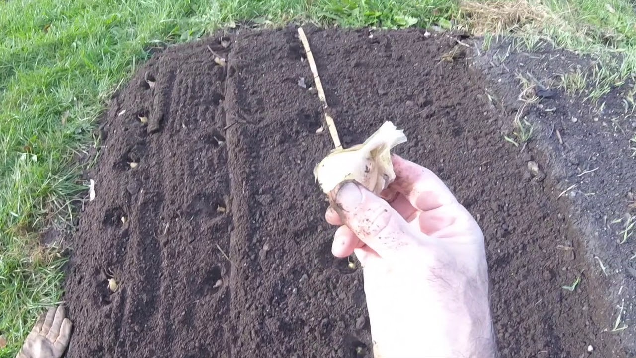 Planting Garlic Cloves Soaked In Rubbing Alcohol Simply