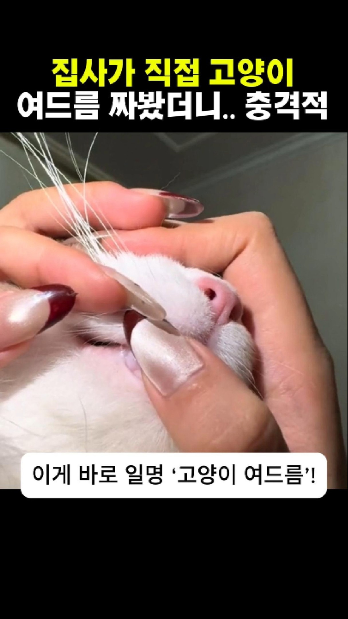 집사가 직접 고양이 여드름 짜봤더니.. 결과가 충격적! 썸네일