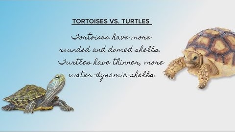 Unleashed Animal Rescue: What you need to know to adopt a tortoise
