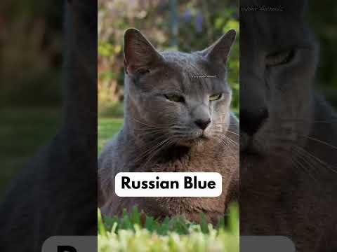 BEST Cats For Depression😱❌ #shorts #cats