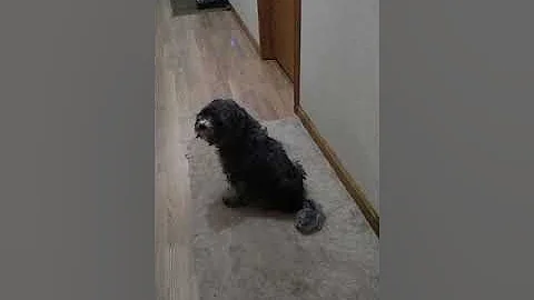 VID_20181208_161...