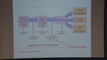 Research Techniques Spring 2019  Ribosome Profiling  a monitor for protein systhesis at the genome w