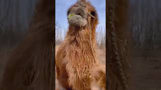 Camel eating time, camel ASMR  #asmr #camel #camellife #camelsound