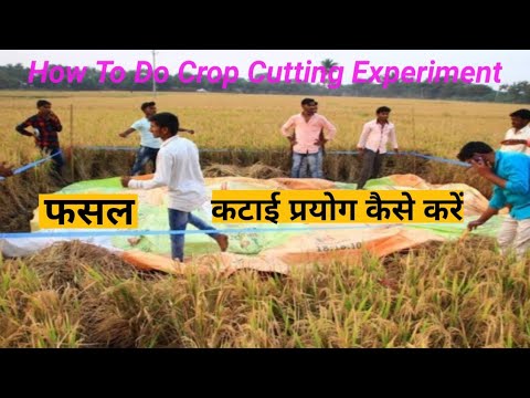 खरीफ़ की फसल कटाई प्रयोग कैसे करें। How to Do Crop Cutting Experiment. Full Details . Saara App Use