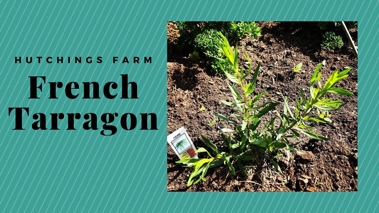 How to grow French Tarragon YouTube