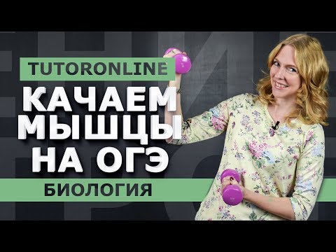 Биология | Все о мышцах. Подготовка к ОГЭ.