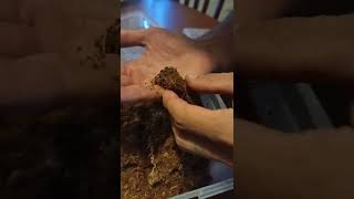 handling funnel web spider