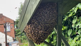 My first swarm of bees .