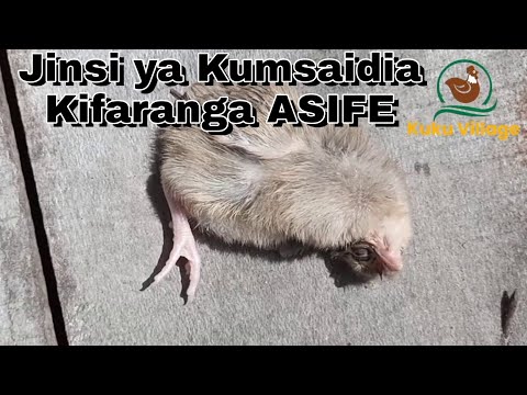 Video: Kwanini Kuku na Vifaranga Wanakufa - Kuokoa Mmea Unaofa wa Sempervivum