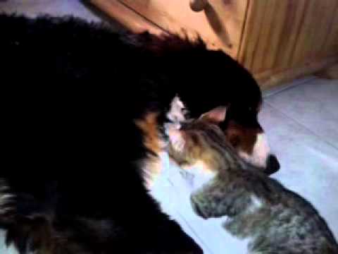 Télécharger gratuitement Images Chat Drole Calin Avec Chien Youtube actualisé par