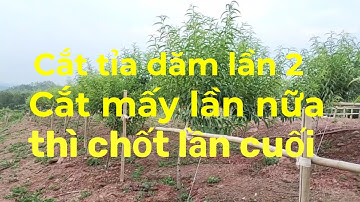 Cắt dăm lần 2 cho đào tết và cách tính còn bao nhiêu lần cắt nữa thì dừng cắt.