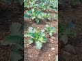 काउलीफ्लॉवर 🥦🥦 पत्तगोभी शेती 🤯😱...#shorts #agriculture #farming