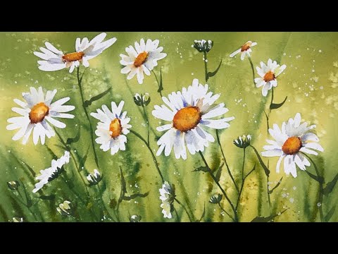 Video: Shasta Daisy Flowers: informatie over het kweken van Shasta Daisy
