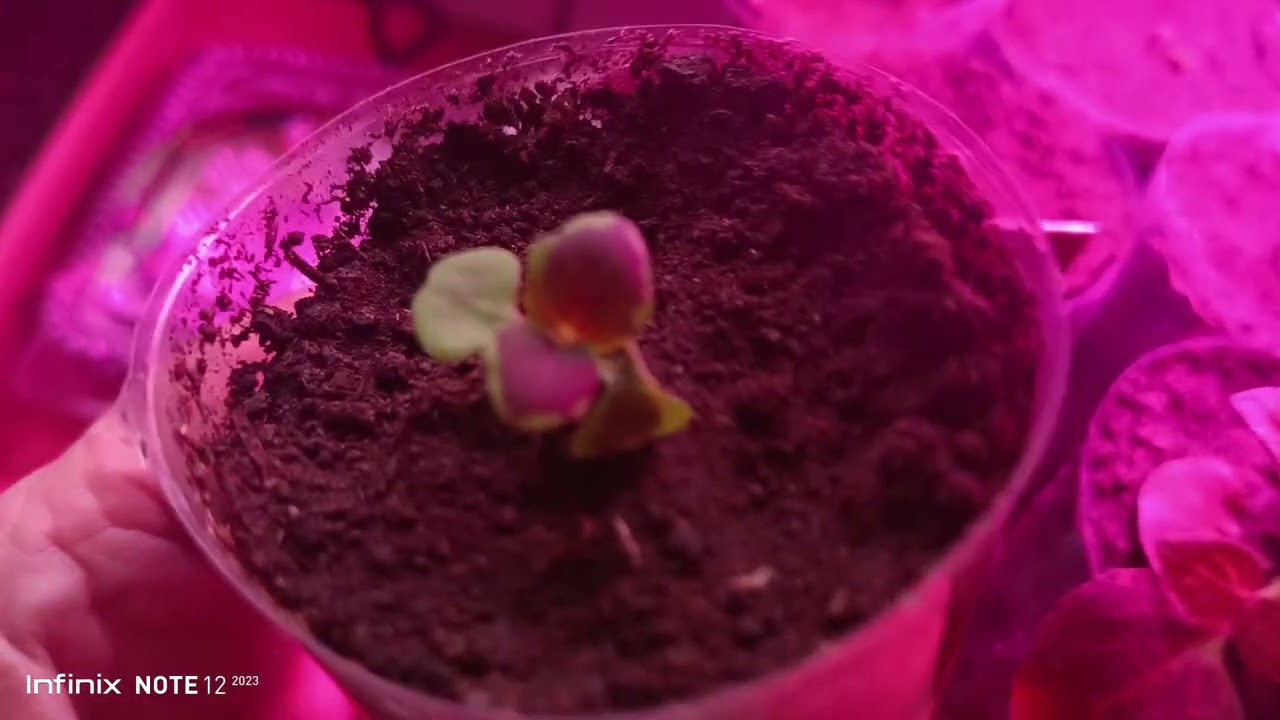 #рассада #пикировалатоматы