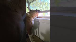 Rocky watching the puppy bowl, kind of 😆 #boxer #puppybowl