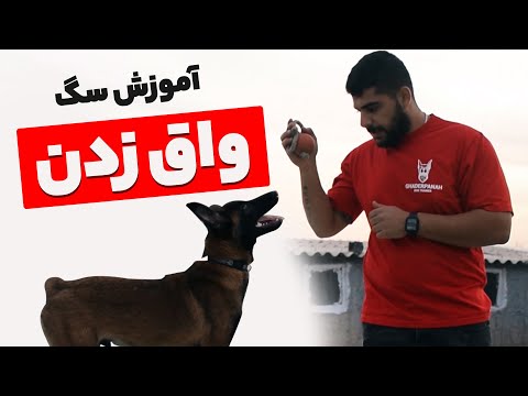 آموزش سگ : آموزش واق زدن ( صحبت کردن ) به سگ ها