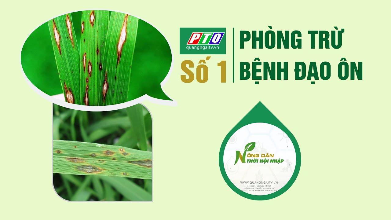 PHÒNG TRỪ BỆNH ĐẠO ÔN | NÔNG DÂN THỜI HỘI NHẬP | SỐ 01
