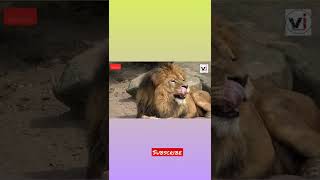 New   Song Gana Lion  Face  King  Animal predator  Song 