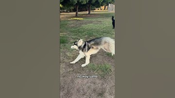 My guide dog met a blind dog 🦮🐶
