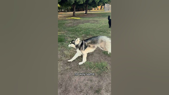 My guide dog met a blind dog 🦮🐶