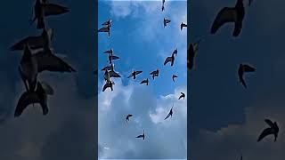 Kayak Gimana Ya Pemain Kun Anta........