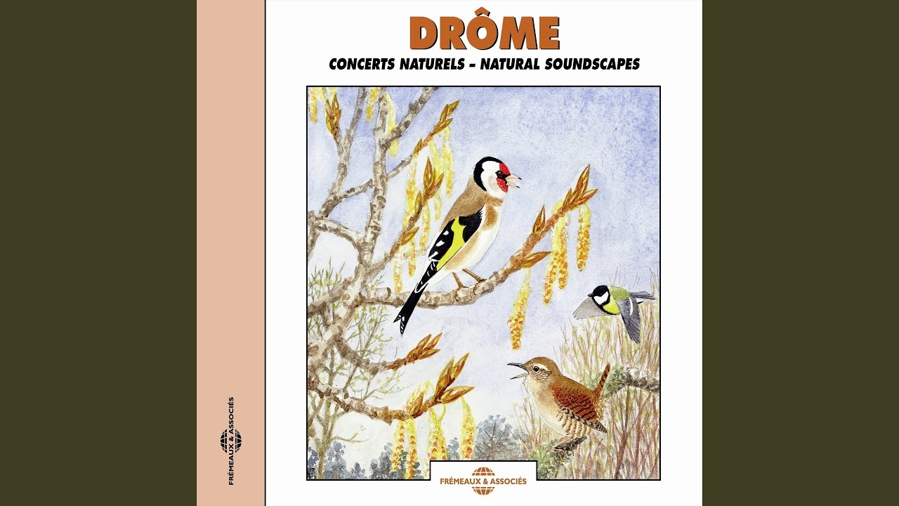 Watch Merle noir cris d'alarme (Blackbird, Alarm Call) on YouTube