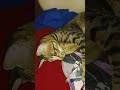 #cat #funny #pets #comedy #memes #cuteanimal #prettyfunny #cutecat #catcute #cute