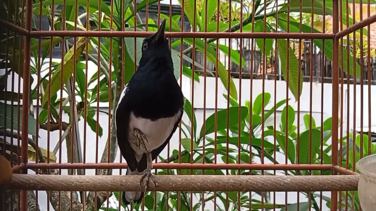 terapi pagi suara kacer ngeplong memancing kacer apasaja supaya nyaut gacor!