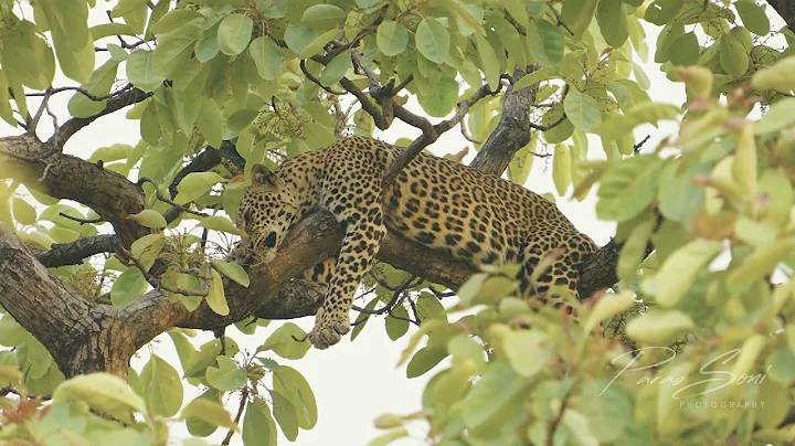 Sleepy leopard on tree in Tadoba Andhari Tiger Reserve