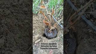 Gül Köklendirme Ve Çicek Dikimi Resimi