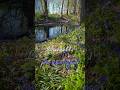 Bluebells in England Part 2 🌿 | 1.5 Minutes of Spring Calm