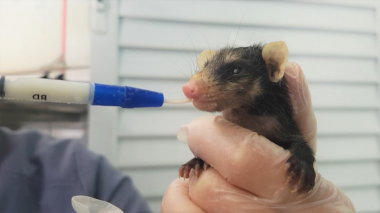 UM POUCO DE COMO É UM ESTÁGIO DE SILVESTRES/SELVAGENS | Julia Maciel