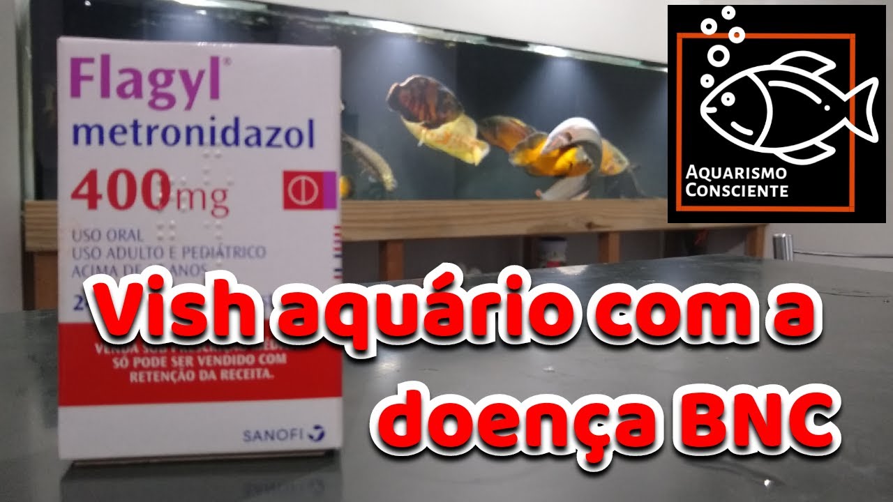 Tratamento de BNC nos peixes Oscars - Primeira dosagem