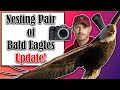 Nesting Pair of Bald Eagles Update: Canon R7 &amp; Canon RF 800mm f/11 4K Wildlife Footage &amp; Pictures!