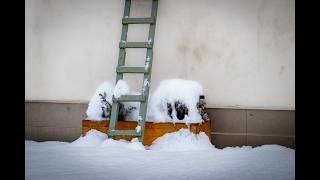 Good Morning Ulm - My Photos from January '26