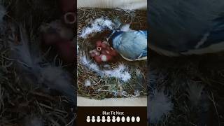 Our blue tit eggs are hatching! See the latest highlights from our live nest cam